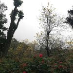 黄金铃花树