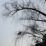 枯枝柳枝