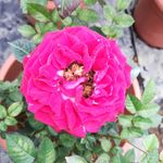 月季花
