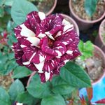 玫瑰花盆栽图片