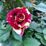 玫瑰花鲜花花卉