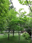 草地树林风景