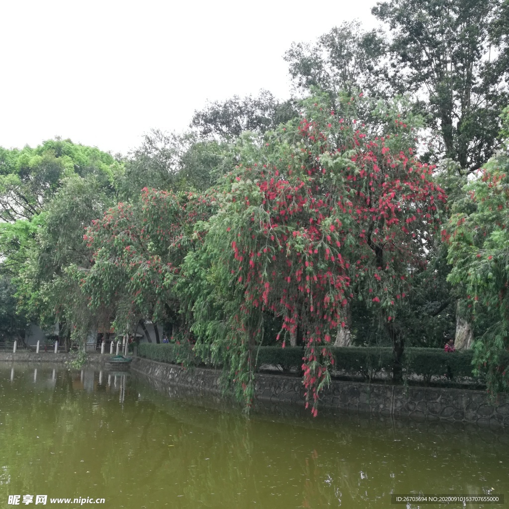 池塘风景