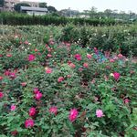玫瑰花花海