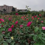 玫瑰花花园风景