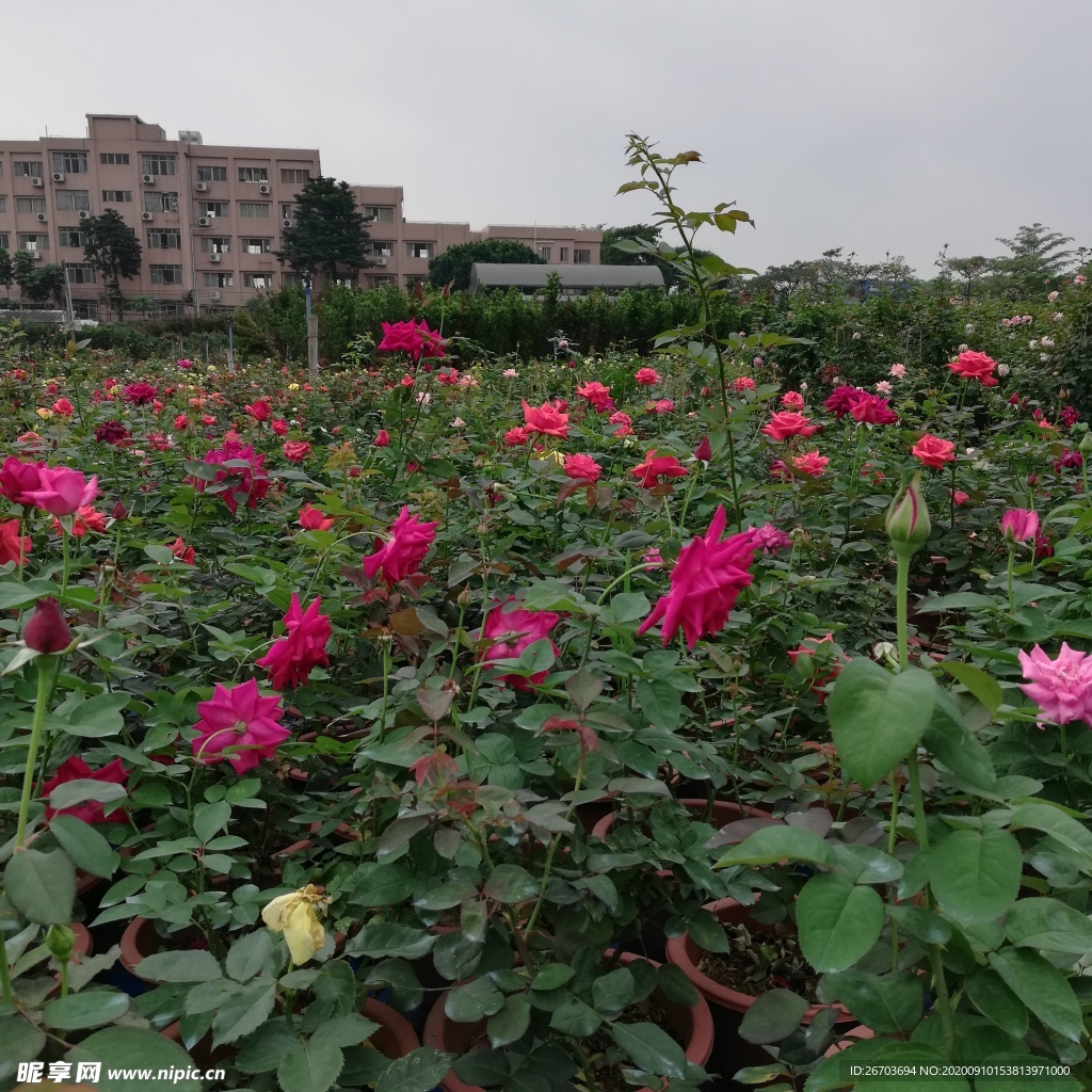 玫瑰花花园风景