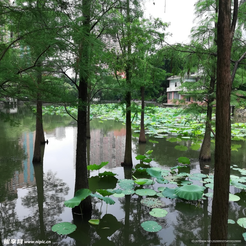 莲塘风景