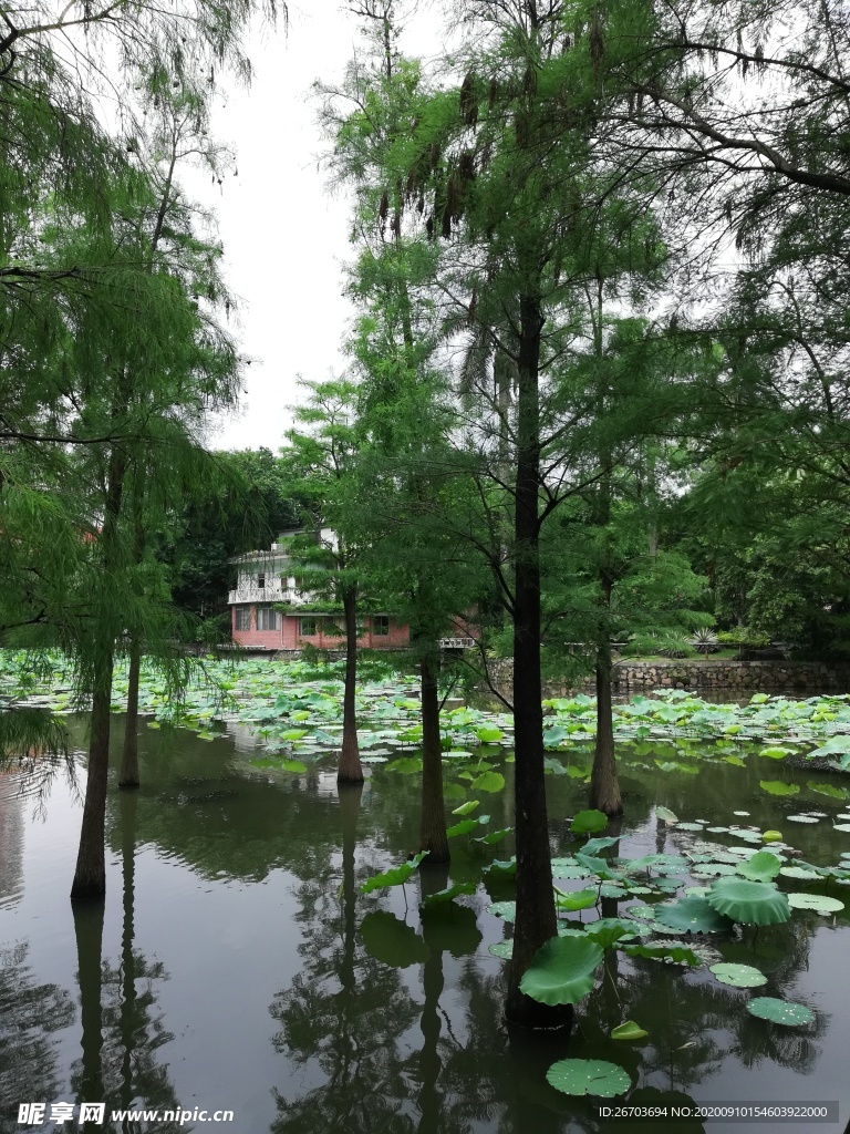 荷花池风景