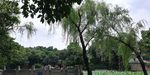 柳树风景