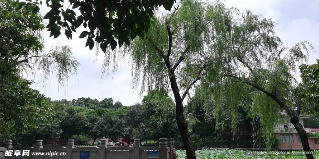 柳树风景