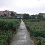 玫瑰花场