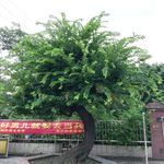 一棵树