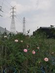 玫瑰花