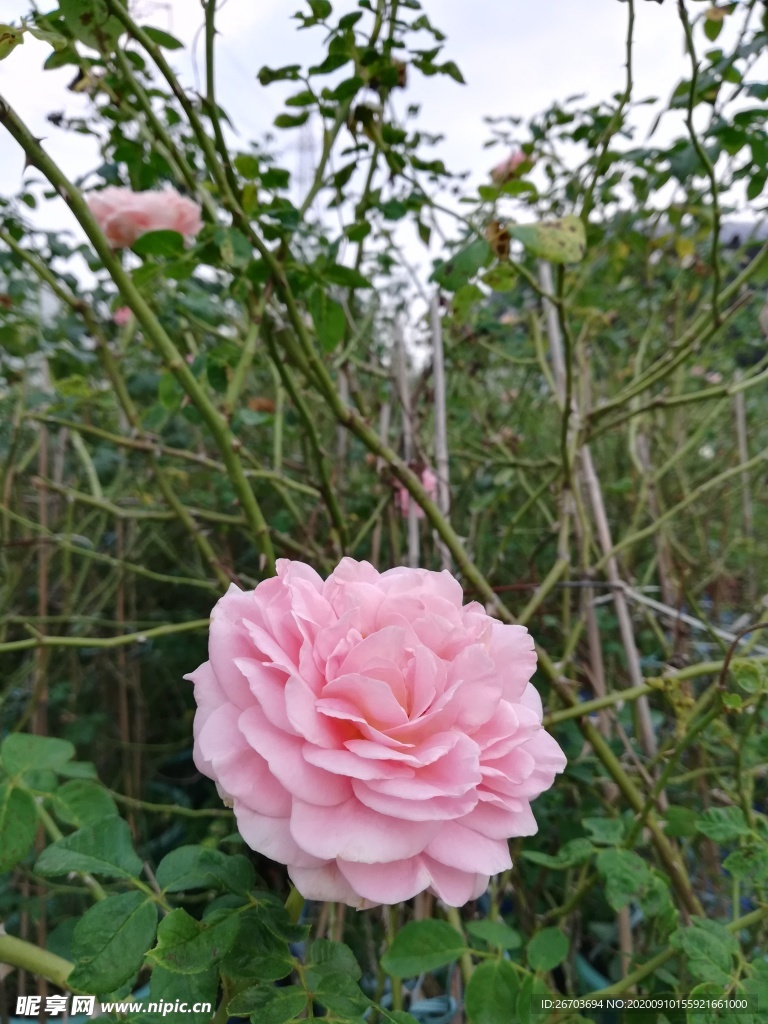 粉色玫瑰花花朵特写