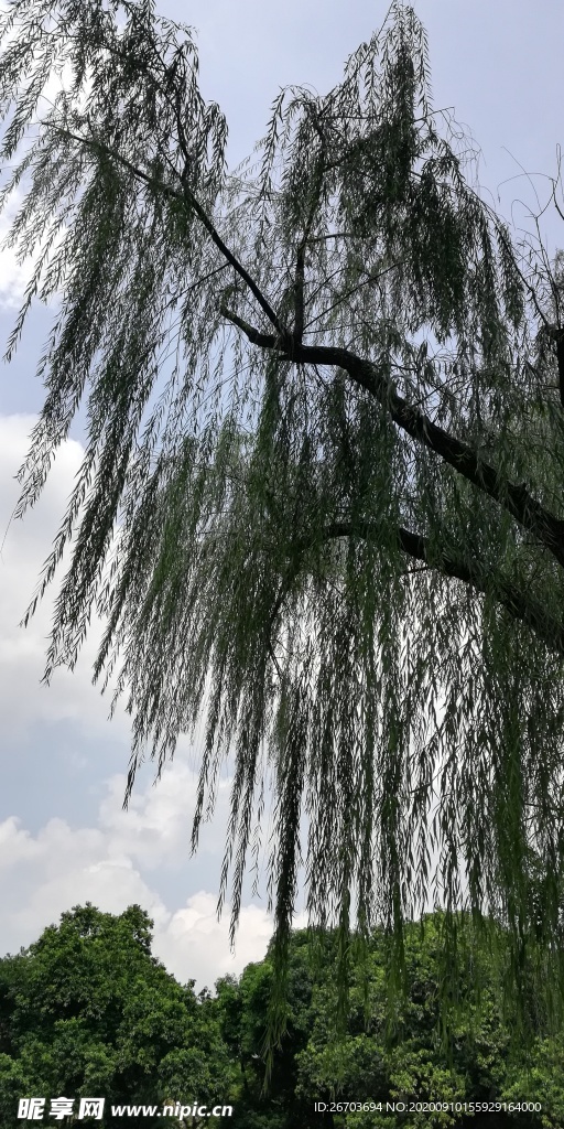 柳树