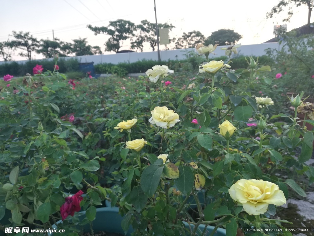 玫瑰花种植园