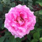 玫瑰花花朵特写