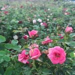 玫瑰花花场