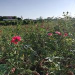玫瑰花花园