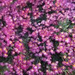粉色菊花花海