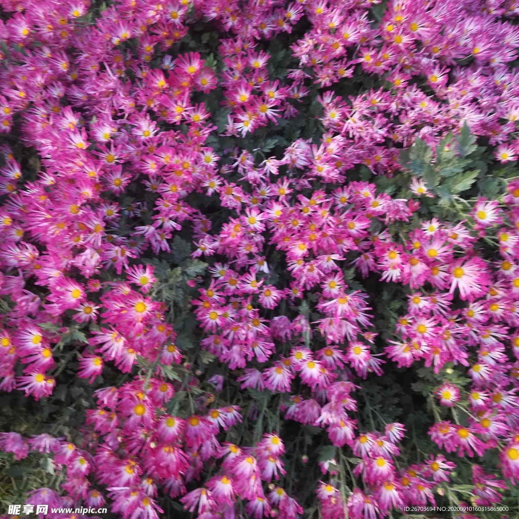 粉色菊花花海