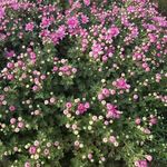 含苞待放的菊花花海