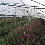 菊花大棚