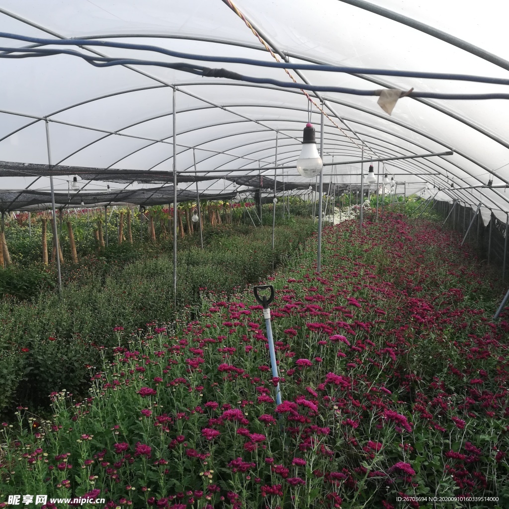 菊花大棚
