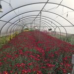 大棚菊花花场