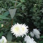 白色菊花