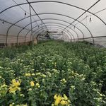 菊花大棚种植场