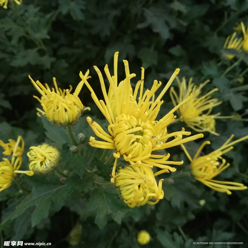 黄色菊花花卉