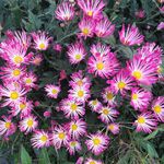 粉色菊花