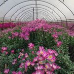 粉色菊花大棚种植场