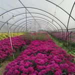 菊花花场