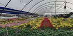 大棚菊花花场