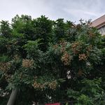 树上的龙眼