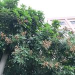 龙眼果树