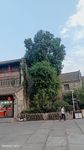 老街大树