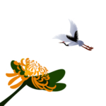 重阳节素材