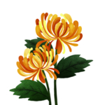 重阳节素材