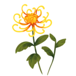 重阳节素材