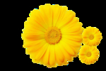 重阳节素材