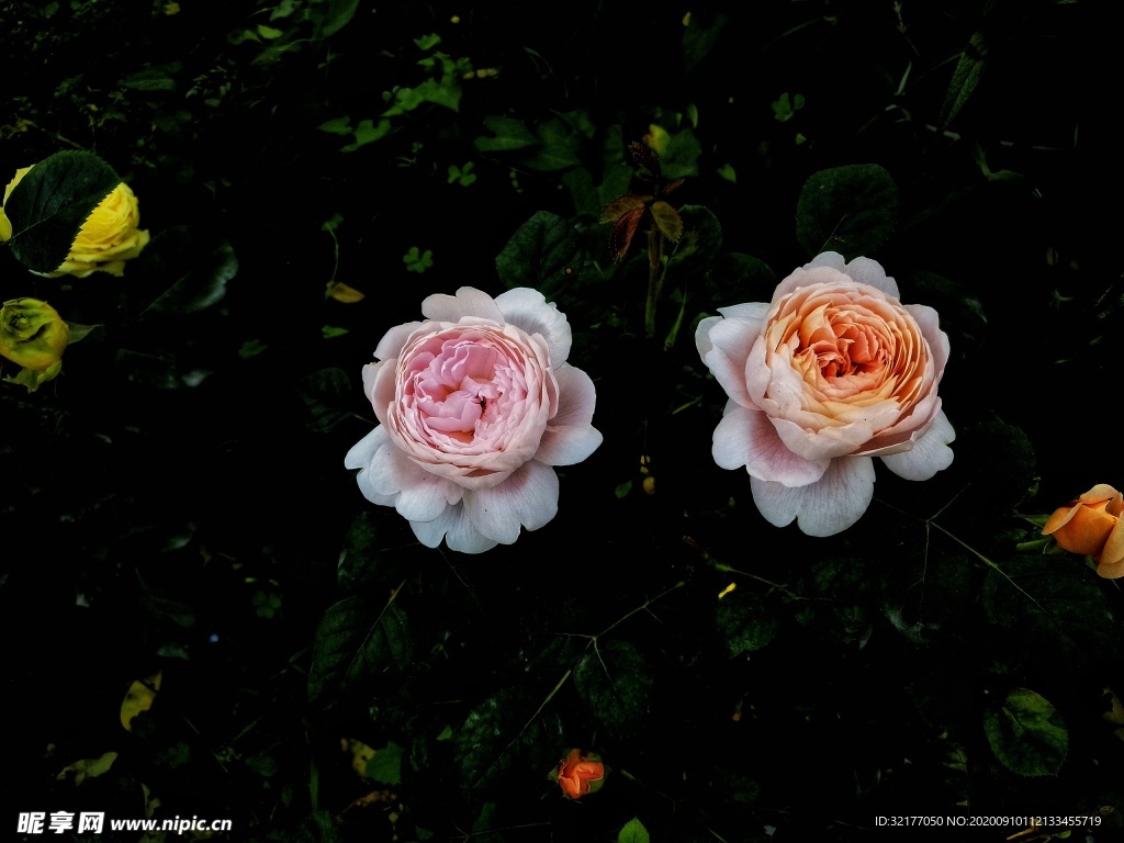 月季花