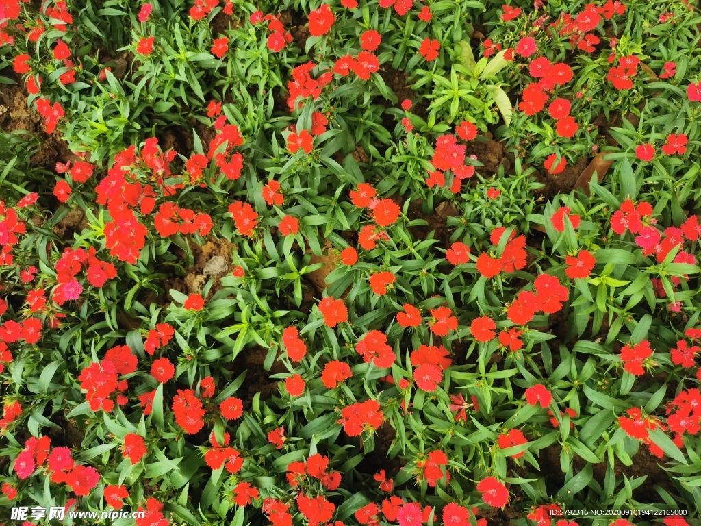 花