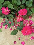 花瓣