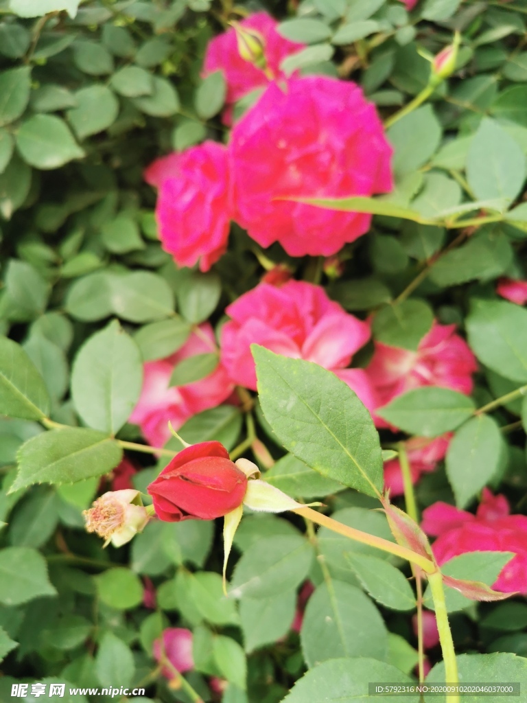 玫瑰花