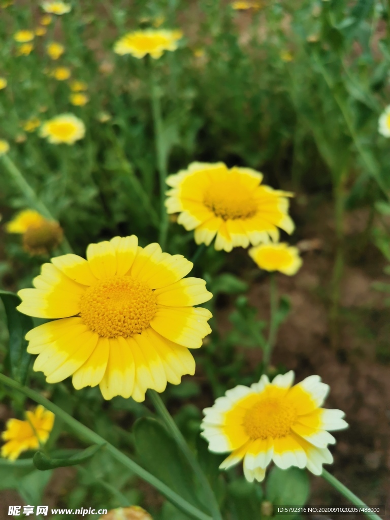 菊