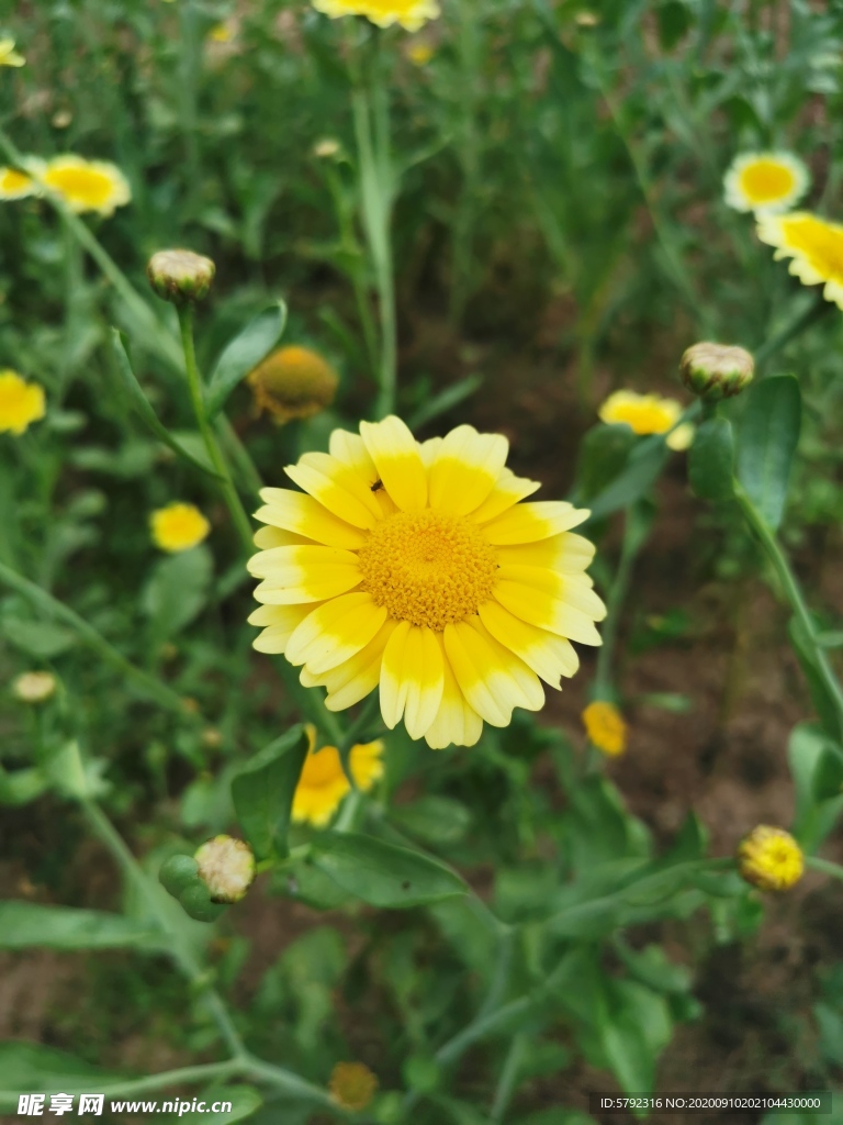 雏菊