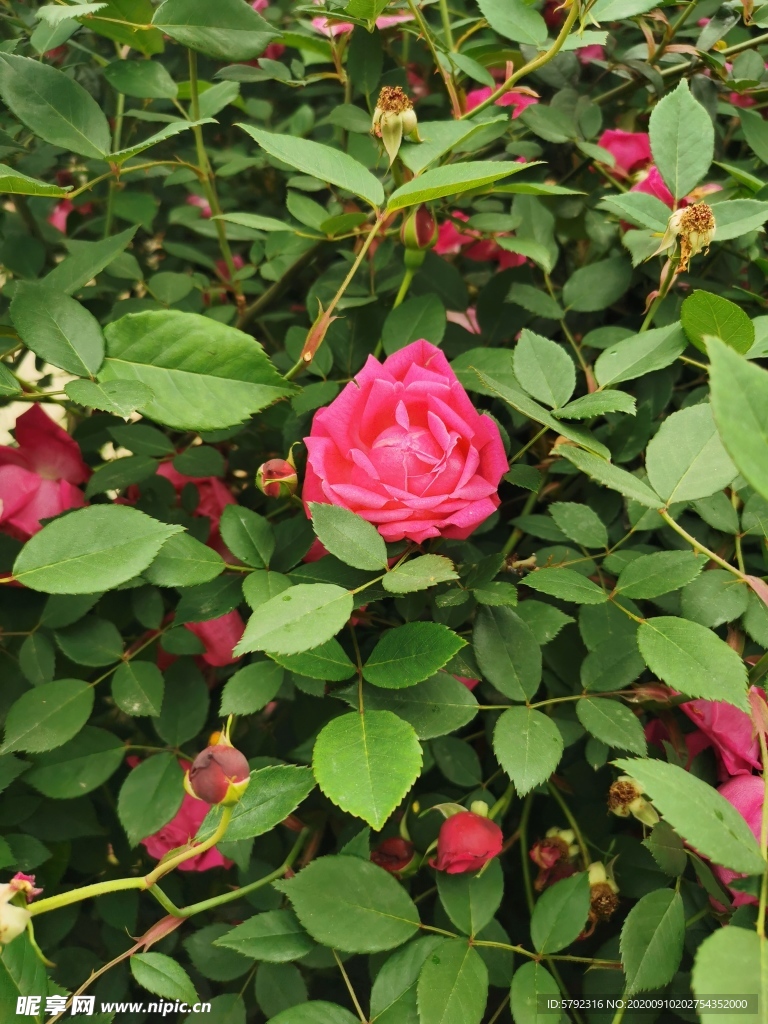 玫瑰花